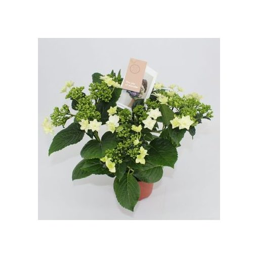 Hydrangea macrophylla Vuurwerk Wit (p14) - Kerti hortenzia