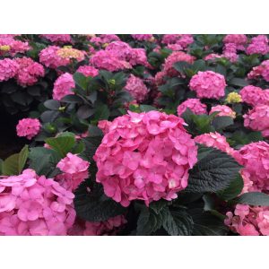 Hydrangea macrophylla AFTER MIDNIGHT (p17) - Kerti hortenzia