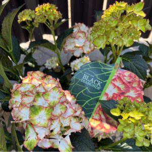   Hydrangea macrophylla BLACK DIAMONDS LIGHT MY FIRE (p23) - Kerti hortenzia