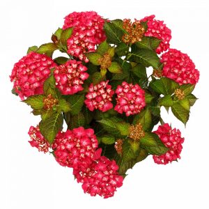   Hydrangea macrophylla BLACK DIAMONDS RED ANGEL (p17) - Kerti hortenzia