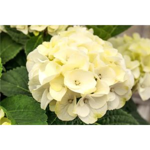Hydrangea macrophylla CAIPIRINHA (p19) - Kerti hortenzia