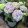 Hydrangea macrophylla EARLY BLUE (p23) - Kerti hortenzia