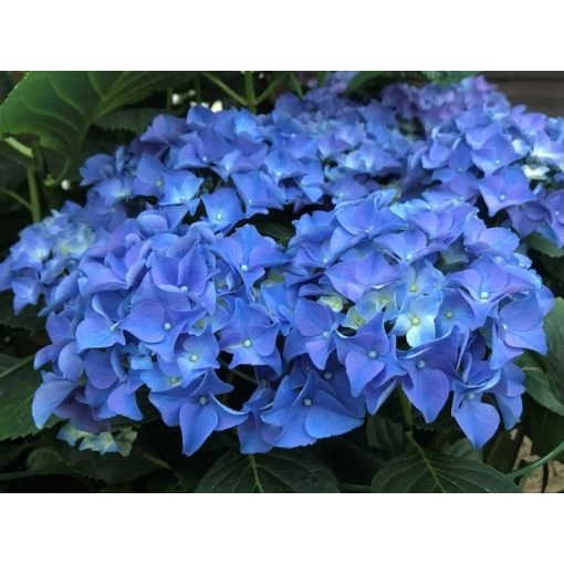 Hydrangea macrophylla EARLY BLUE (p10,5) - Kerti hortenzia