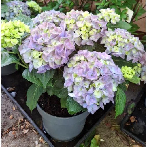 Hydrangea macrophylla EARLY BLUE (p23) - Kerti hortenzia
