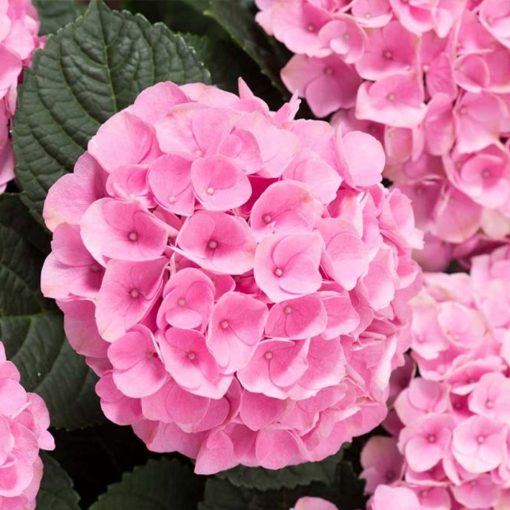 Hydrangea macrophylla EARLY PINK (p10,5) - Kerti hortenzia