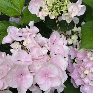   Hydrangea macrophylla HOVARIA HOBELLA (p19) - Kerti hortenzia