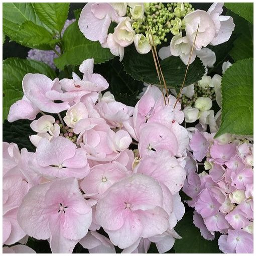 Hydrangea macrophylla HOVARIA HOBELLA (p19) - Kerti hortenzia