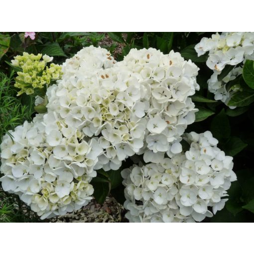 Hydrangea macrophylla HOVARIA HOLIBEL (p14) - Kerti hortenzia