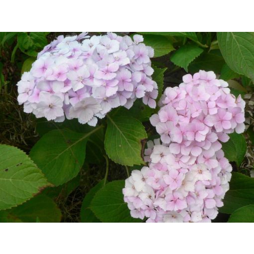 Hydrangea macrophylla HOVARIA HOPALINE (p19) - Kerti hortenzia