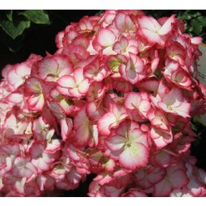 Hydrangea macrophylla HOVARIA RIPPLE (p14) - Kerti hortenzia