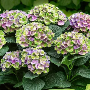   Hydrangea macrophylla MAGICAL JEWEL BLUE (p17) - Kerti hortenzia