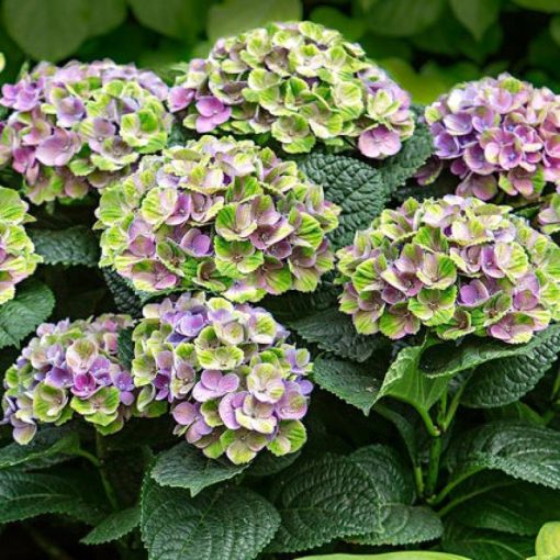 Hydrangea macrophylla MAGICAL JEWEL BLUE (p17) - Kerti hortenzia