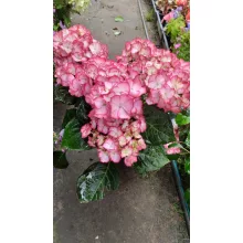 Hydrangea macrophylla ROYALTY BEAUTY OF BOSKOOP (p17) - Kerti hortenzia