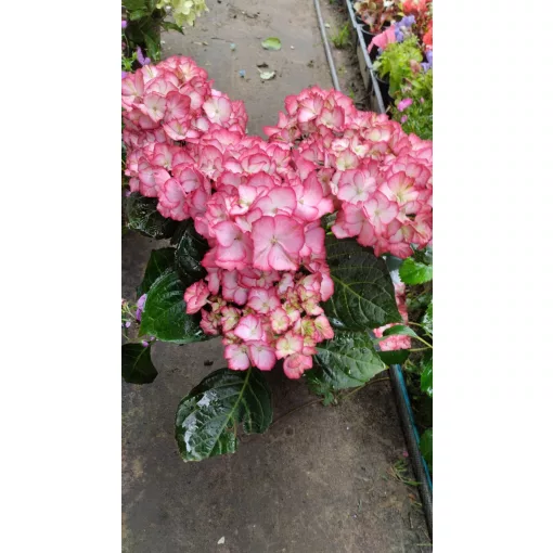 Hydrangea macrophylla ROYALTY BEAUTY OF BOSKOOP (p17) - Kerti hortenzia
