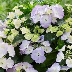   Hydrangea macrophylla ROYALTY COLLECTION ANGEL WINGS BLUE (p17) - Kerti hortenzia