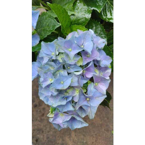 Hydrangea macrophylla ROYALTY COLLECTION LADY MATA HARI BLUE (p17) - Kerti hortenzia