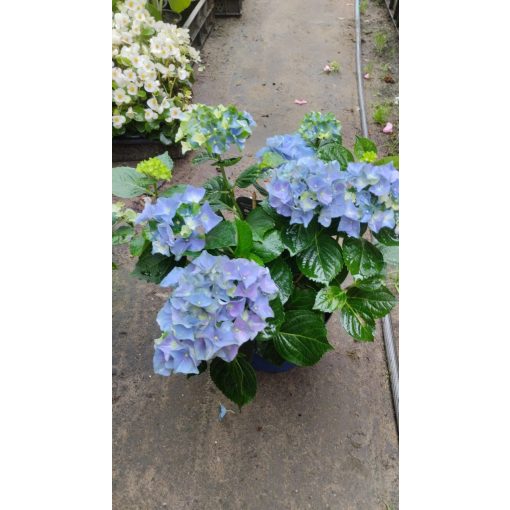 Hydrangea macrophylla ROYALTY COLLECTION LADY MATA HARI BLUE (p17) - Kerti hortenzia
