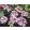 Hydrangea macrophylla ROYALTY COLLECTION TIFFANY PURPLE (p17) - Kerti hortenzia