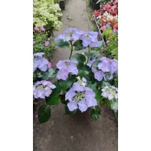 Hydrangea macrophylla ROYALTY COLLECTION TIFFANY PURPLE (p17) - Kerti hortenzia