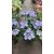   Hydrangea macrophylla ROYALTY COLLECTION TIFFANY PURPLE (p17) - Kerti hortenzia