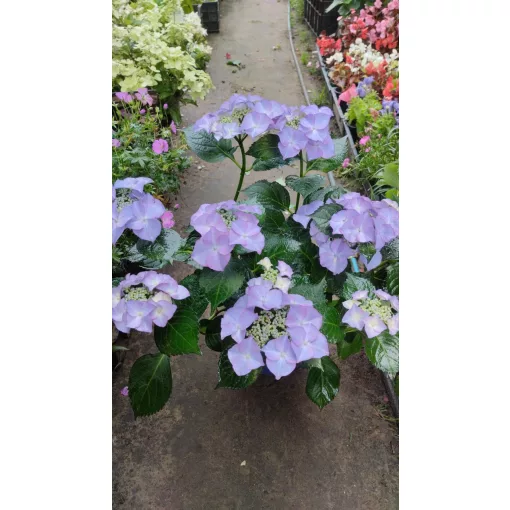 Hydrangea macrophylla ROYALTY COLLECTION TIFFANY PURPLE (p17) - Kerti hortenzia
