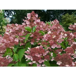Hydrangea paniculata Dharuma (p17) - Bugás hortenzia