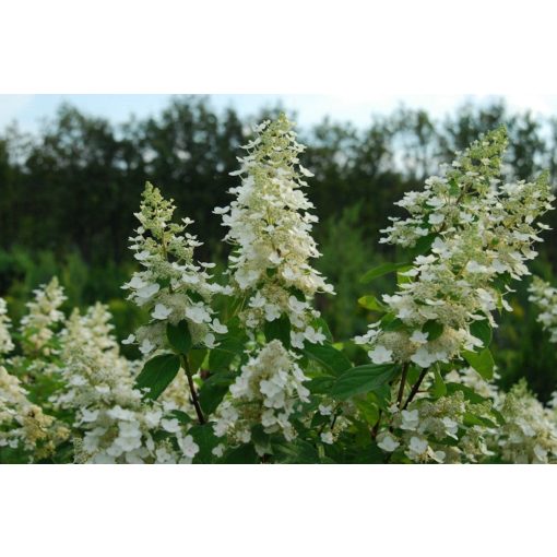 Hydrangea paniculata Kyushu (p17) - Bugás hortenzia