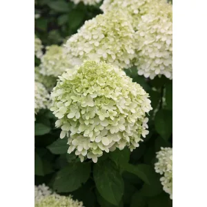 Hydrangea paniculata Limelight (p17) - Bugás hortenzia