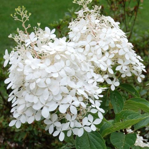 Hydrangea paniculata Phantom (p17) - Bugás hortenzia