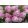 Hydrangea paniculata Pink Lady (p17) - Bugás hortenzia
