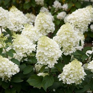 Hydrangea paniculata Silver Dollar (p17) - Bugás hortenzia
