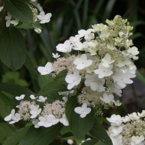 Hydrangea paniculata Tardiva (p23) - Bugás hortenzia