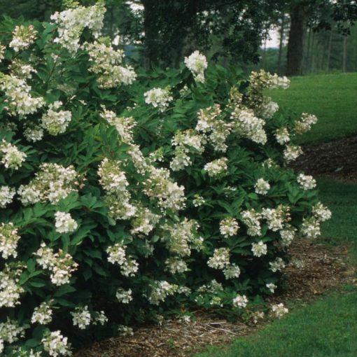 Hydrangea paniculata Unique (p19) - Bugás hortenzia