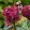 Hydrangea paniculata Wims Red (p17) - Bugás hortenzia