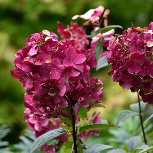 Hydrangea paniculata Wims Red (p17) - Bugás hortenzia