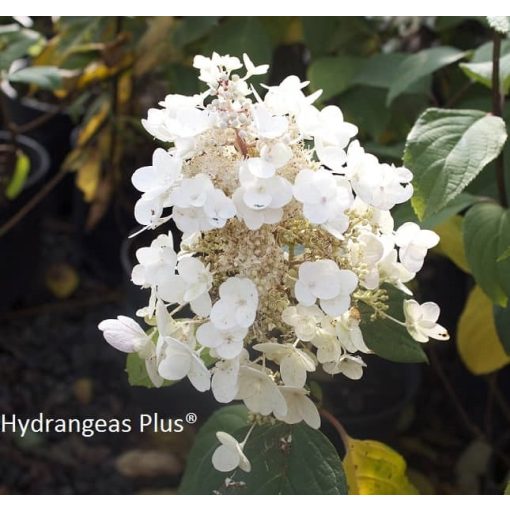 Hydrangea paniculata BABY LACE (p19) - Bugás hortenzia