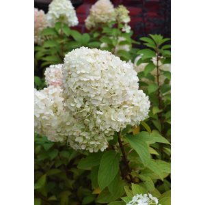 Hydrangea paniculata BOBO (p19) - Bugás hortenzia