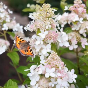 Hydrangea paniculata CONFETTI (p19) - Bugás hortenzia