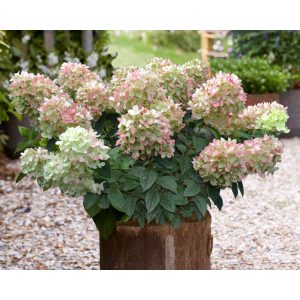   Hydrangea paniculata GARDENLIGHTS PINKLIGHT (p17) - Bugás hortenzia