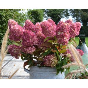   Hydrangea paniculata GARDENLIGHTS REDLIGHT (p17) - Bugás hortenzia