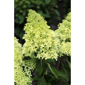 Hydrangea paniculata LIME SPARKLE (p19) - Bugás hortenzia