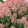 Hydrangea paniculata LITTLE QUICK FIRE (p19) - Bugás hortenzia