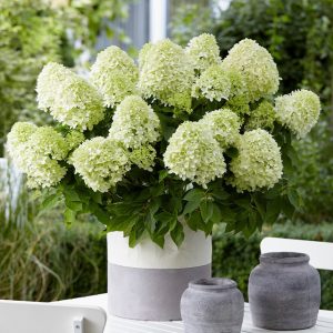 Hydrangea paniculata LITTLE SPOOKY (p19) - Bugás hortenzia