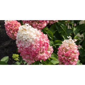   Hydrangea paniculata LIVING PINKY PROMISE (p23) - Bugás hortenzia