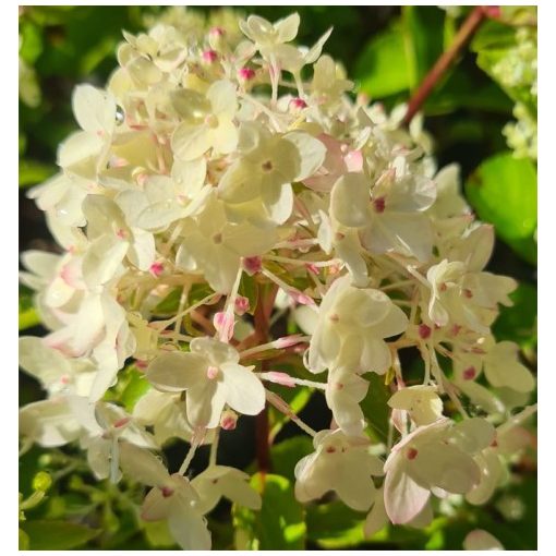 Hydrangea paniculata MAGICAL ANDES (p19) - Bugás hortenzia