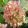 Hydrangea paniculata MAGICAL CANDLE (p19) - Bugás hortenzia