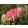 Hydrangea paniculata MAGICAL FIRE (p19) - Bugás hortenzia