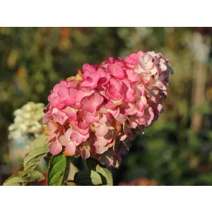 Hydrangea paniculata MAGICAL FIRE (p19) - Bugás hortenzia