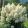 Hydrangea paniculata MAGICAL MATTERHORN (p19) - Bugás hortenzia