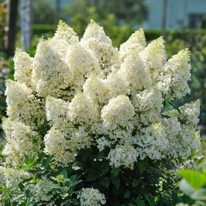   Hydrangea paniculata MAGICAL MATTERHORN (p17) - Bugás hortenzia